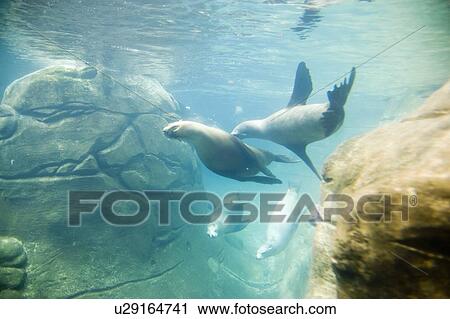 Stock Image - Sea Lions (Eumetopias jubatus) at Oregon Coast Aquarium, Newport, Oregon, USA.. Fotosearch