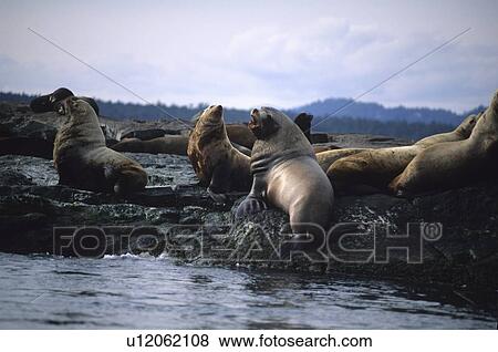 Stock Photo - Seal Rock, near Victoria, is home to Sea Lions. Fotosearch