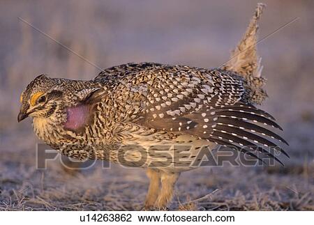 Stock Image - Sharp-tailed Grouse, Tympanuchus phasianellus, Saskatchewan. Fotosearch