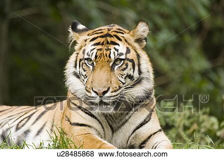 Stock Photo - Siberian Tiger at Toronto Zoo, Toronto, Ontario, Canada.. Fotosearch
