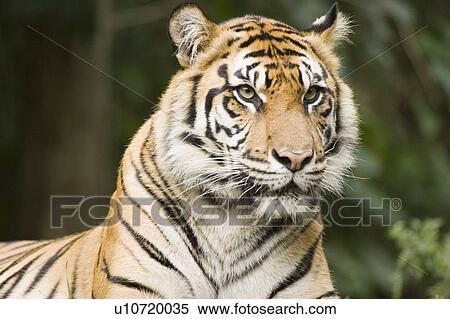 Siberian Tiger at Toronto Zoo, Toronto, Ontario, Canada. View Large Photo Image Stock Photography - Siberian Tiger at Toronto Zoo, Toronto, Ontario, Canada.. Fotosearch