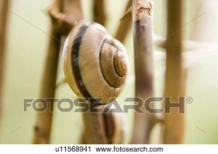 Snail, Poland View Large Photo Image Stock Image - Snail, Poland. Fotosearch