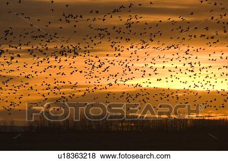 Stock Photo - Snow goose flock takes flight, autumn; Saskatchewan, Canada. Fotosearch