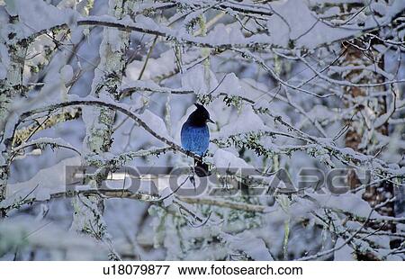 Stellar Jay sits on a snow-covered branch, Whistler, BC View Large Photo Image Stock Photo - Stellar Jay sits on a snow-covered branch, Whistler, BC. Fotosearch