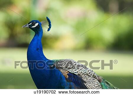 Stock Image - The Indian Peafowl is a resident breeder in India and Sri Lanka. Beacon Hill Park, Victoria, BC, Canada. Fotosearch