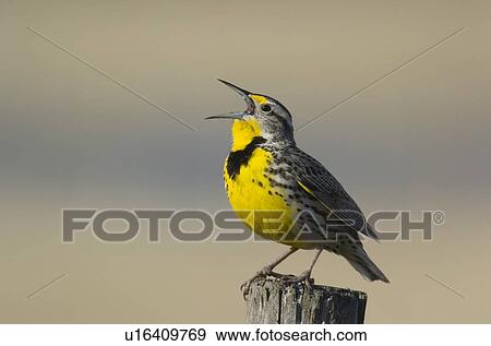 Western Meadowlark, Sturnella neglecta, Saskatchewan View Large Photo Image Stock Photo - Western Meadowlark, Sturnella neglecta, Saskatchewan. Fotosearch