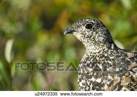 White-Tailed Ptarmigan. Canada, Alberta, Jasper National Park, Skyline Trail View Large Photo Image Stock Photography - White-Tailed Ptarmigan. Canada, Alberta, Jasper National Park, Skyline Trail. Fotosearch
