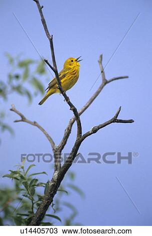 Stock Image - Yellow Warbler singing, Dendroica petechia, Saskatchewan, Canada. Fotosearch