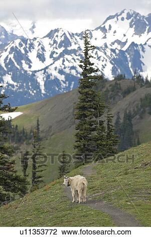 Stock Image - A mountain goat with a tracking beacon at Hurricane Ridge, Olympic National Park. Fotosearch