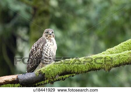 Stock Photo - A Red-Tailed Hawk (Buteo jamaicensis) sits on a branch, Goldstream Provincial Park near Victoria, BC, Canada. Fotosearch