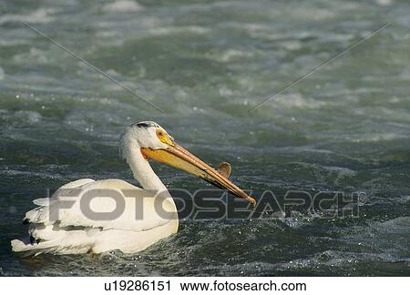 Stock Image - American White pelicans (Pelecanus erythrorhynchos); Saskatchewan, Canada. Fotosearch