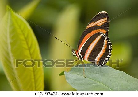 Stock Image - Banded Orange Heliconian butterfly (Dryadula phaetusa) resting on leaf, on leaf, Niagara Butterfly Conservatory, Niagara Falls, Ontario, Canada.. Fotosearch