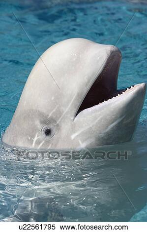 Beluga Whale at Marineland - Niagara Falls Ontario, Canada View Large Photo Image Stock Photography - Beluga Whale at Marineland - Niagara Falls Ontario, Canada. Fotosearch