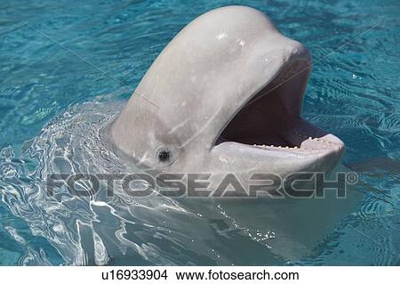 Picture - Beluga Whale in Captivity - Marineland - Niagara Falls, Ontario, Canada. Fotosearch