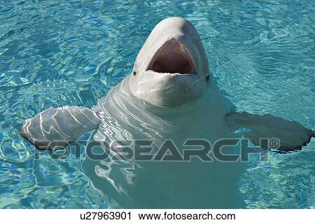 Stock Image - Beluga Whale in Captivity - Marineland - Niagara Falls, Ontario, Canada. Fotosearch
