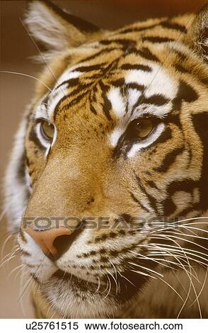 Stock Photography - Bengal Tiger, captive. Fotosearch