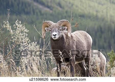 Stock Photograph - Bighorn sheep ram in autumn, Jasper National Park, Alberta, Canada. Fotosearch