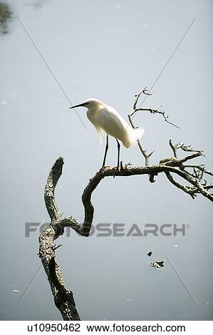 Stock Image - Bird on a branch, Jacksonville, Florida. Fotosearch