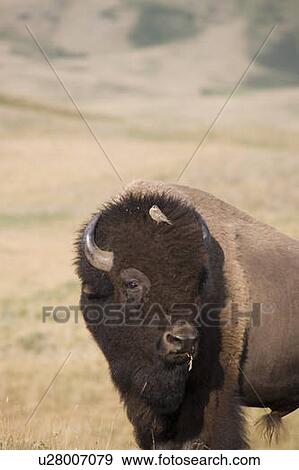Stock Photo - Buffalo in Rocky Mountain Foothills, Waterton Lakes National Park, Alberta, Canada.. Fotosearch