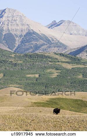 Buffalo in Rocky Mountain Foothills, Waterton Lakes National Park, Alberta, Canada. View Large Photo Image Stock Photography - Buffalo in Rocky Mountain Foothills, Waterton Lakes National Park, Alberta, Canada.. Fotosearch