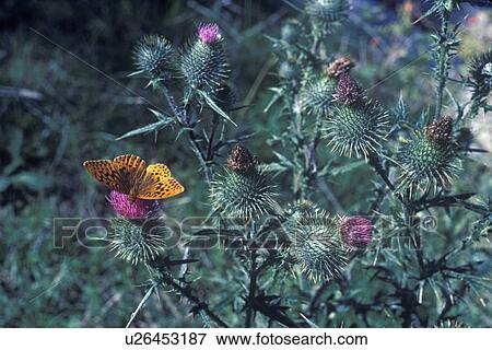 Butterfly on thistles, Whistler, British Columbia View Large Photo Image Stock Photo - Butterfly on thistles, Whistler, British Columbia. Fotosearch