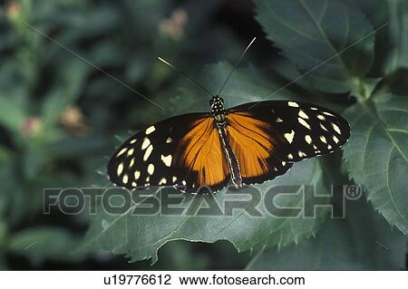 Stock Image - Butterfly, Whistler, British Columbia. Fotosearch