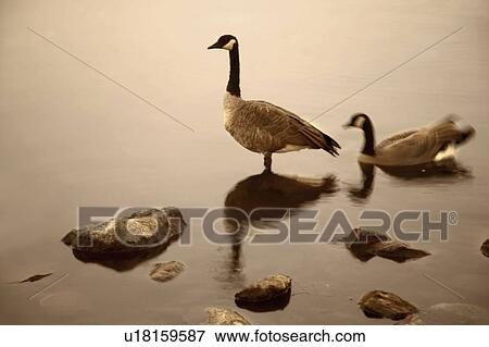 Canada geese, Canada View Large Photo Image Stock Photo - Canada geese, Canada. Fotosearch