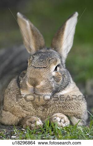 Picture - Domestic rabbit. Fotosearch