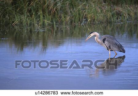 Great Blue Heron (Ardea herodias) fishing; Yellowstone National Park, Wyoming, USA View Large Photo Image Stock Image - Great Blue Heron (Ardea herodias) fishing; Yellowstone National Park, Wyoming, USA. Fotosearch