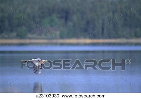 Stock Image - Great Blue Heron (Ardea herodias) flying; Near Saskatoon, Saskatchewan. Fotosearch