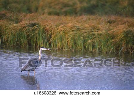 Great Blue Heron (Ardea herodias) fishing; Yellowstone National Park, Wyoming, USA View Large Photo Image Stock Photograph - Great Blue Heron (Ardea herodias) fishing; Yellowstone National Park, Wyoming, USA. Fotosearch