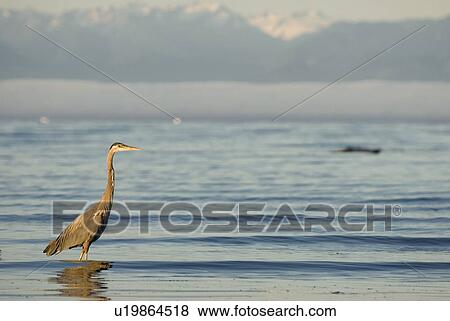 Stock Photo - Great Blue Heron feeding. Esquimalt Lagoon, Victoria, B. C.. Fotosearch