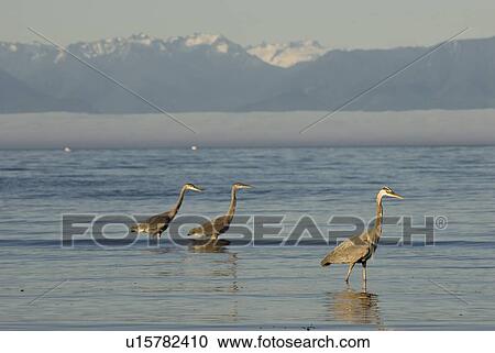 Stock Image - Great Blue Herons feeding. Esquimalt Lagoon, Victoria, B. C.. Fotosearch