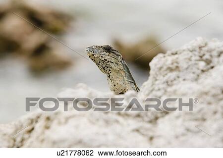 Stock Image - Green Iguana basking on rocks, Long Caye, Glover's Reef, Belize.. Fotosearch