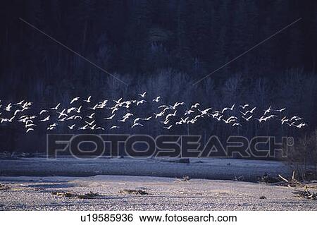 Gulls fly in a flock over the Mamquam River, Squamish View Large Photo Image Stock Photograph - Gulls fly in a flock over the Mamquam River, Squamish. Fotosearch