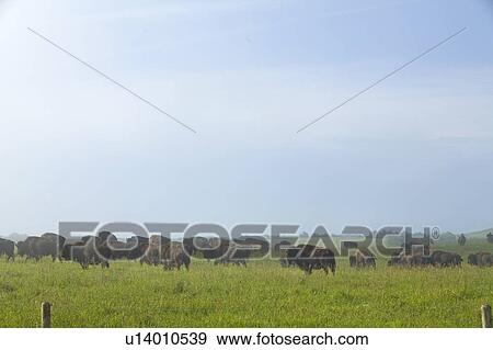 Herd of domesticated bison, Saskatchewan, Canada View Large Photo Image Stock Photo - Herd of domesticated bison, Saskatchewan, Canada. Fotosearch