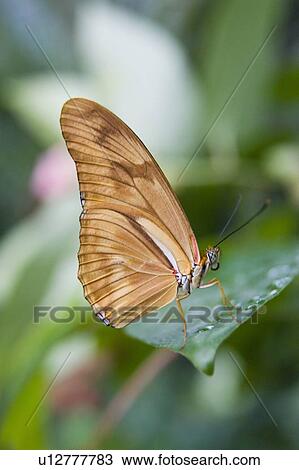 Julia butterfly (Dryas iulia) resting on leaf, Niagara Butterfly Conservatory, Niagara Falls, Ontario, Canada. View Large Photo Image Stock Image - Julia butterfly (Dryas iulia) resting on leaf, Niagara Butterfly Conservatory, Niagara Falls, Ontario, Canada.. Fotosearch