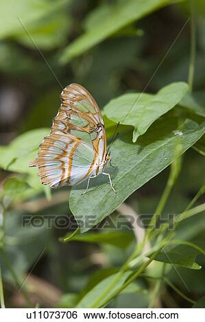 Malachite butterfly (Siproeta stelenes) resting on leaf, Niagara Butterfly Conservatory, Niagara Falls, Ontario, Canada. View Large Photo Image Stock Photograph - Malachite butterfly (Siproeta stelenes) resting on leaf, Niagara Butterfly Conservatory, Niagara Falls, Ontario, Canada.. Fotosearch