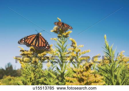 Monarch Butterflies on goldenrod. Dartmouth, Nova Scotia View Large Photo Image Stock Photography - Monarch Butterflies on goldenrod. Dartmouth, Nova Scotia. Fotosearch