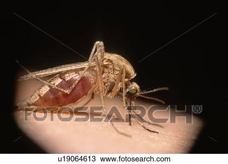 Stock Image - Mosquito feeding. Fotosearch