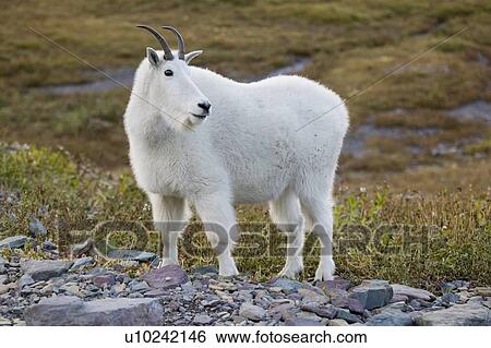 Mountain goat near Logan Pass, Glacier National Park Montana, USA View Large Photo Image Stock Photograph - Mountain goat near Logan Pass, Glacier National Park Montana, USA. Fotosearch