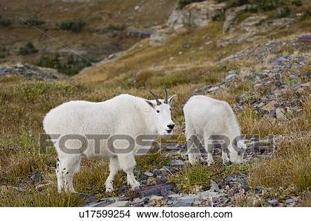 Mountain goats near Logan Pass, Glacier National Park Montana, USA View Large Photo Image Picture - Mountain goats near Logan Pass, Glacier National Park Montana, USA. Fotosearch