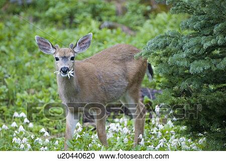 Mule Deer eating avalanche lilies. National Olympic Park, Washington, USA View Large Photo Image Stock Image - Mule Deer eating avalanche lilies. National Olympic Park, Washington, USA. Fotosearch