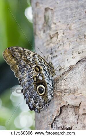 Stock Photograph - Owl butterfly (Caligo idomeneus) resting on trunk, Niagara Butterfly Conservatory, Niagara Falls, Ontario, Canada.. Fotosearch