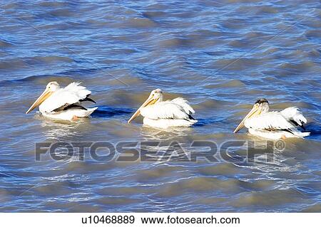 Stock Photo - Pelicans on the water, Lake Winnipeg, Canada. Fotosearch
