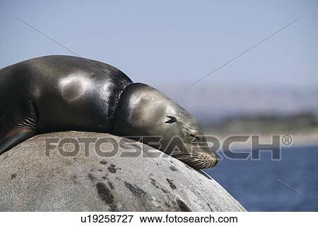 Sea lion with a piece of rope lodged around its neck. Monterey Bay, California View Large Photo Image Stock Photo - Sea lion with a piece of rope lodged around its neck. Monterey Bay, California. Fotosearch