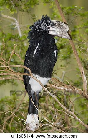 Picture - Silver Cheeked Hornbill (Bycanistes brevis) sitting in tree, Niagara Falls Aviary, Niagara Falls, Ontario, Canada.. Fotosearch