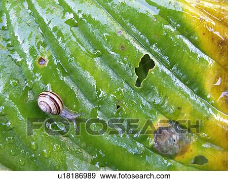 Snail on leaf, Belgium View Large Photo Image Stock Photo - Snail on leaf, Belgium. Fotosearch