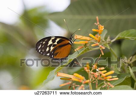 Stock Image - Tiger Longwing butterfly (Heliconius hecale) feeding on flower, Niagara Butterfly Conservatory, Niagara Falls, Ontario, Canada.. Fotosearch