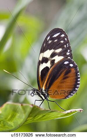 Tiger Longwing butterfly (Heliconius hecale) resting on leaf, Niagara Butterfly Conservatory, Niagara Falls, Ontario, Canada. View Large Photo Image Stock Photograph - Tiger Longwing butterfly (Heliconius hecale) resting on leaf, Niagara Butterfly Conservatory, Niagara Falls, Ontario, Canada.. Fotosearch